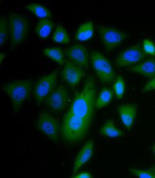 cleaved CASP9 Rabbit Polyclonal Antibody