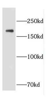 CNTNAP1 Rabbit Polyclonal Antibody