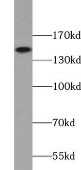 ANPEP Rabbit Polyclonal Antibody