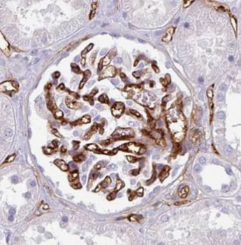 ANPEP Rabbit Polyclonal Antibody