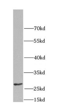 CD151 Rabbit Polyclonal Antibody