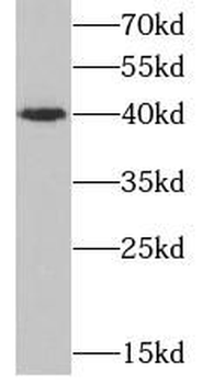 CD1D Mouse Monoclonal Antibody