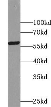 CD24 Rabbit Polyclonal Antibody