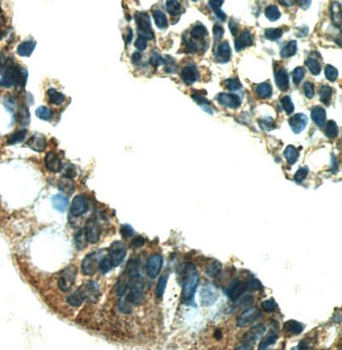 CD24 Rabbit Polyclonal Antibody