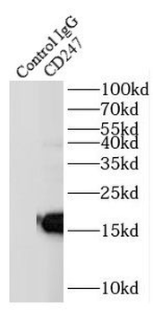 CD247 Rabbit Polyclonal Antibody