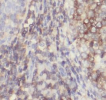 CD3E Mouse Monoclonal Antibody