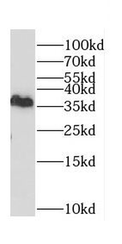 CD300LG Rabbit Polyclonal Antibody