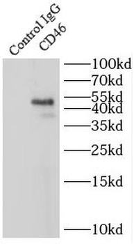 CD46 Rabbit Polyclonal Antibody