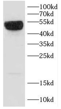 CD46 Rabbit Polyclonal Antibody