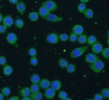 CD80 Rabbit Polyclonal Antibody
