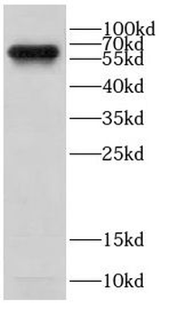 CD80 Rabbit Polyclonal Antibody