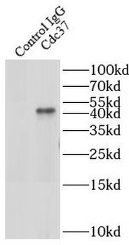CDC37 Rabbit Polyclonal Antibody