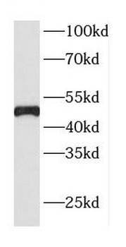 CDC37 Rabbit Polyclonal Antibody