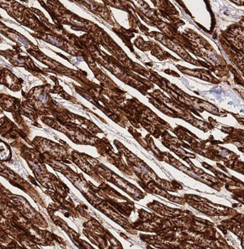 CENPF Rabbit Polyclonal Antibody