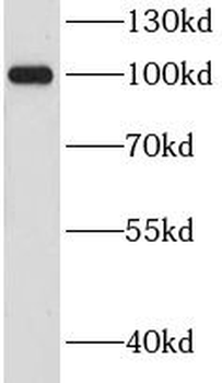 CHGB Rabbit Polyclonal Antibody