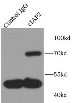 BIRC3 Rabbit Polyclonal Antibody