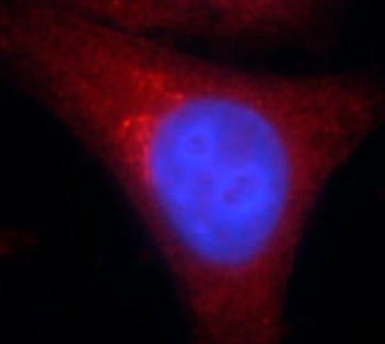 CLDN11 Rabbit Polyclonal Antibody