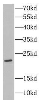CLDN11 Rabbit Polyclonal Antibody