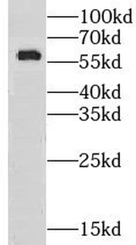 CLEC14A Rabbit Polyclonal Antibody