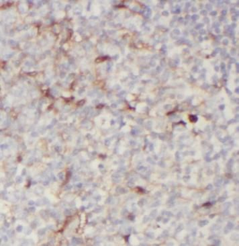 CLEC9A Rabbit Polyclonal Antibody