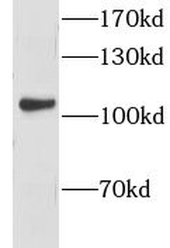 CLSTN1 Rabbit Polyclonal Antibody