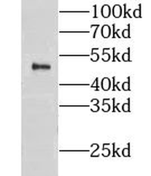 CLUAP1 Rabbit Polyclonal Antibody