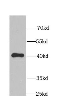 CLU Rabbit Polyclonal Antibody