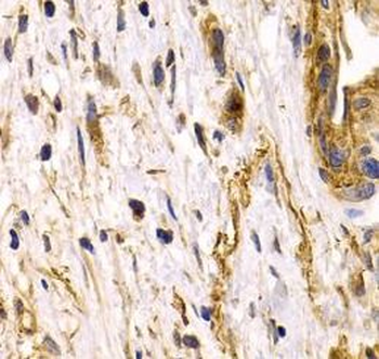 CLU Rabbit Polyclonal Antibody