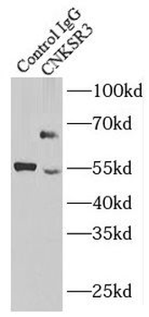 CNKSR3 Rabbit Polyclonal Antibody