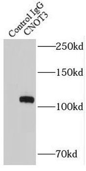 CNOT3 Rabbit Polyclonal Antibody