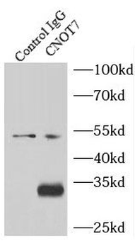 CNOT7 Rabbit Polyclonal Antibody