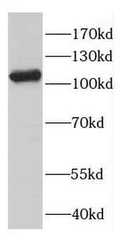 CNTN4 Rabbit Polyclonal Antibody
