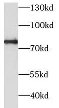 CERT1 Rabbit Polyclonal Antibody