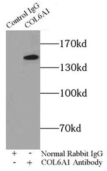 COL6A1 Rabbit Polyclonal Antibody