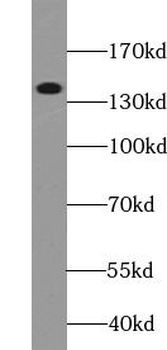 COL6A1 Rabbit Polyclonal Antibody