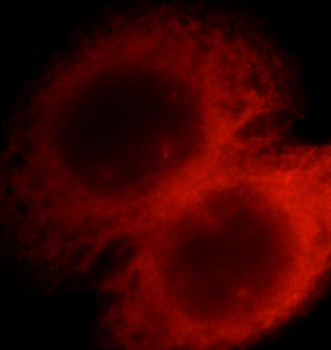 COPG1 Rabbit Polyclonal Antibody