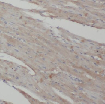 COPG2 Rabbit Polyclonal Antibody