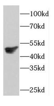 COPS3 Rabbit Polyclonal Antibody