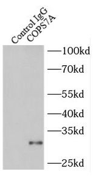 COPS7A Rabbit Polyclonal Antibody