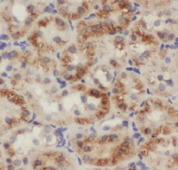 COPS7A Rabbit Polyclonal Antibody
