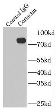 CTTN Rabbit Polyclonal Antibody