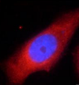 PTGS2 Rabbit Polyclonal Antibody