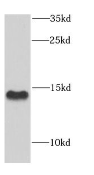 COX5B Rabbit Polyclonal Antibody