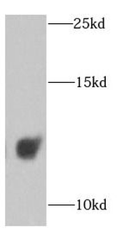 COX6A1 Rabbit Polyclonal Antibody