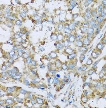 COX6A1 Rabbit Polyclonal Antibody