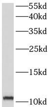 COX6B2 Rabbit Polyclonal Antibody