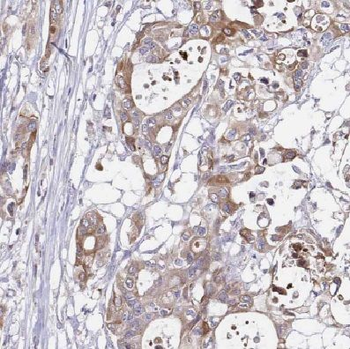 COX6C Rabbit Polyclonal Antibody