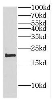 COX4I1 Rabbit Polyclonal Antibody