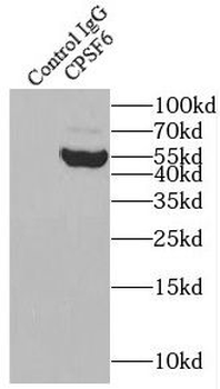 CPSF6 Rabbit Polyclonal Antibody