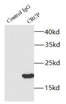 CRCP Rabbit Polyclonal Antibody